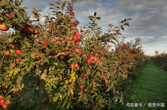 果树为啥不能与桃树、核桃树等混栽？专家释疑 弊大于利的隐忧