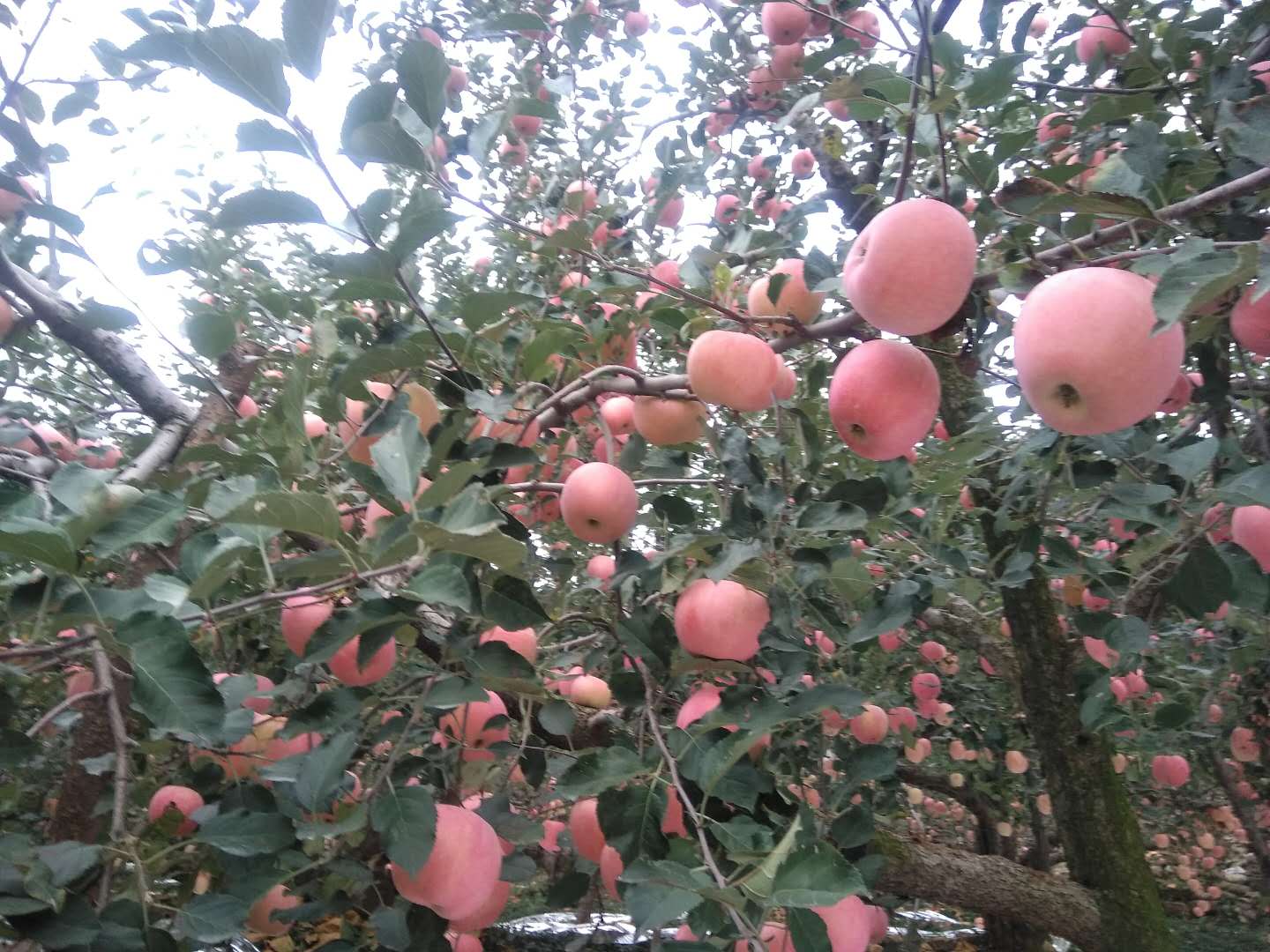 果树什么时间种植最合适？掌握这些要点，成活率高、长势旺