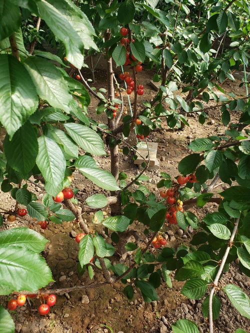 果树种植过深怎么办