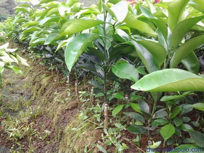 原料辅料,初加工材料 农产品 绿化苗木 果树 厂家直销 果树/果苗 红心